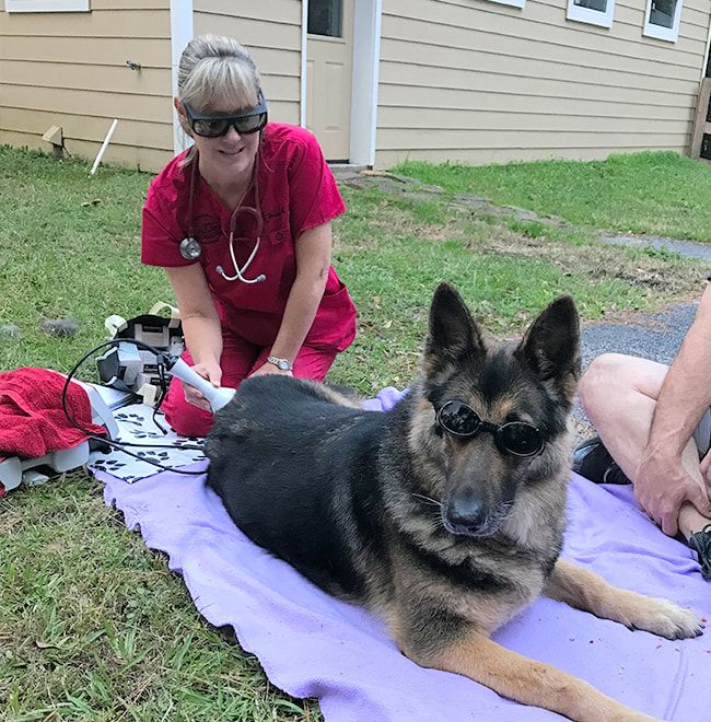 Saving Grace Animal Medical Center - acupuncture